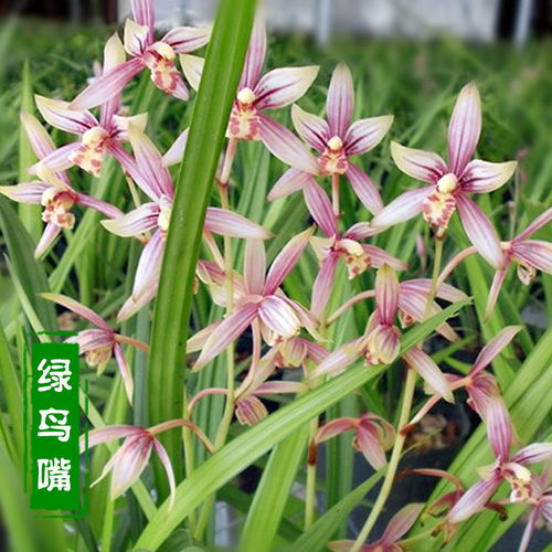 綠鳥嘴蘭 室內盆栽的芬芳之選，輕松體驗花卉租借新時尚