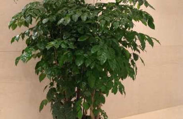 綠意盎然，高效辦公 南昌寫字樓鮮花綠植租賃指南