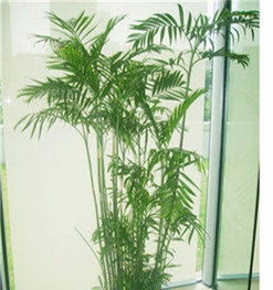 寧波綠植租賃 打造綠色空間，提升生活與辦公品質