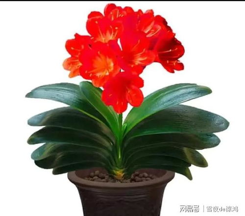 四季常青，福澤滿堂 這4種好養又吉利的綠植，點亮家居新氣象